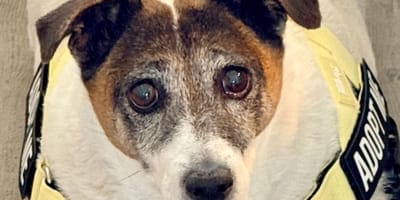 Bandit the dog