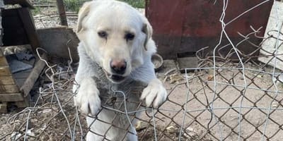 Baron, pies który wygląda prawie jak labrador