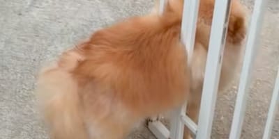 Sicherheitsgitter für Hunde