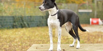 Bas is op zoek naar een nieuw thuis. Adopteer jij hem?