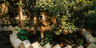 Beagle hiding in bushes in garden