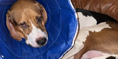 Beagle mit Halskrause