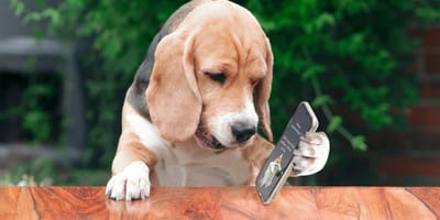 Beagle mit Smartphone