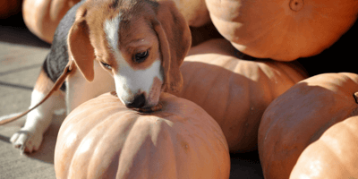 Beagle puppy sniffing a pumpkin