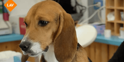 Beagle salvato