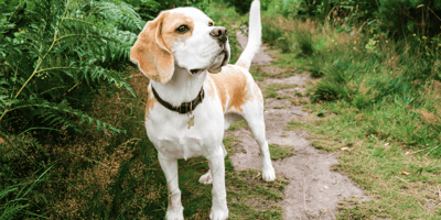 Beagle standing on grass