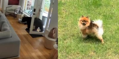 Bear entering house and pomeranian