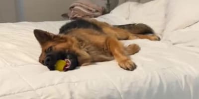 Bear le chien