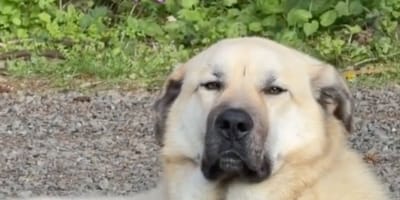 Bear le chien
