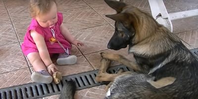 bimba che gioca con pastore tedesco