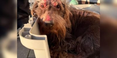 Bei Hausbrand verletzter Dackel