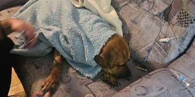 Bei illegalen Kämpfen verletzter Hund