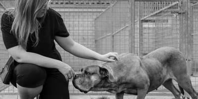 Belgische fotograaf zet 6 asielhonden in het zonnetje die al veel te lang in het asiel zitten