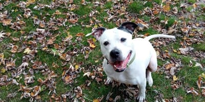 Bella is op zoek naar een nieuw thuis. Adopteer jij haar?