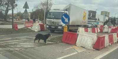 Bella – eine vermisste Hündin auf der Straße