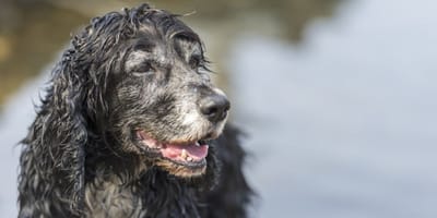 beneficios-de-adoptar-un-perro-mayor