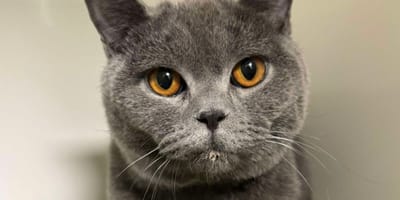 Benito chat