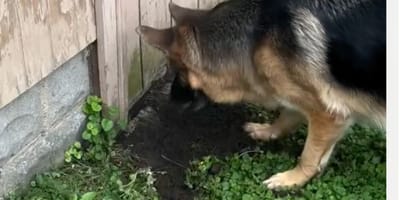Deutscher Schäferhund