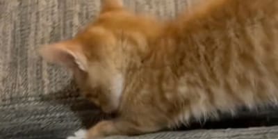 Berger Allemand et chaton