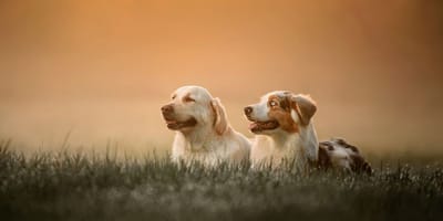 Berger australien et Golden Retriever