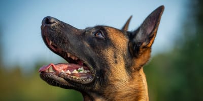 Berger Malinois