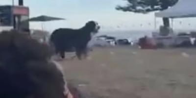 Berner Sennenhond blijft bij baasje tijdens aanval Bondi Beach