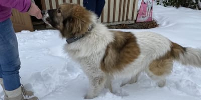 Bernhardiner im Harz gefunden