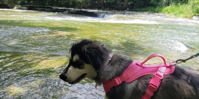 Bess la chienne