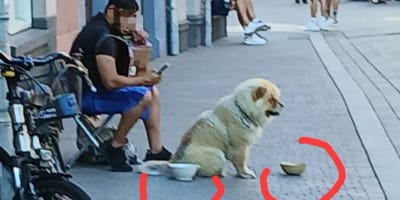 Bettler mit Akkordeon und Hund