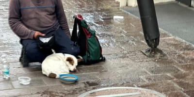 Bettler mit Hund in der Fußgängerzone