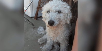 Bichon Frise in rescue in Romania