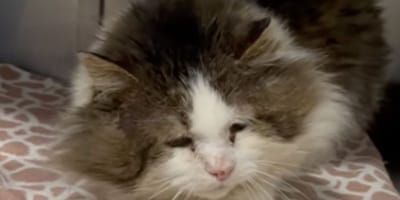 Big Ben le chat