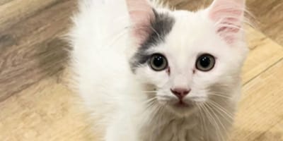 Big Heart il gattino