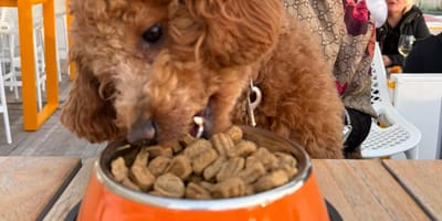 Bij dit restaurant bestellen honden gewoon van de kaart