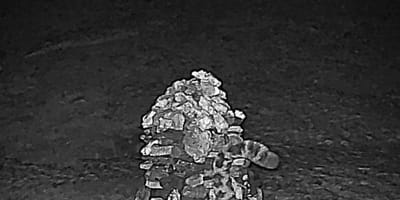 Bild der Fotofalle im Himalaya