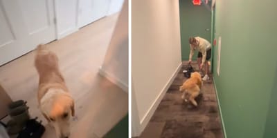 Beelden uit de hondenvideo