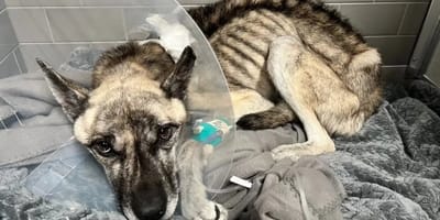 Bis aufs Skelett abgemagerter HUnd