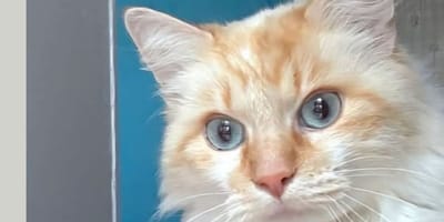 Biscuit le chat