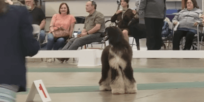 Schwarzer Afghanischer Windhund auf einer Hundeshow stehend