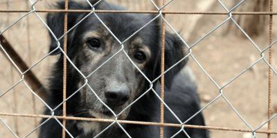 Black and tan dog in rescue