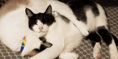 Black and white cat curled up with brown and white cat