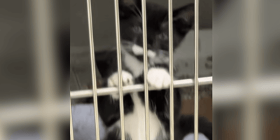 Black and white kitten in shelter cage