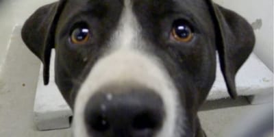 black and white pitbull type dog