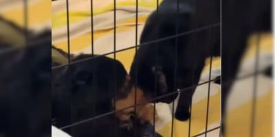 Black cat and dachshund