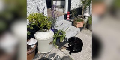Gato negro en el jardín y gato blanco en la maceta