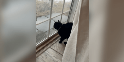 Chat noir regardant un lynx roux à l'extérieur par la fenêtre