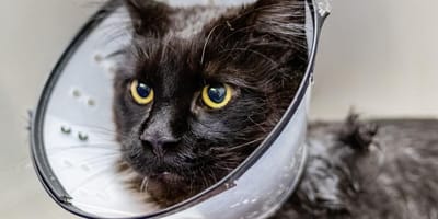 Black cat wearing medical cone