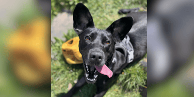 Black dog in rescue