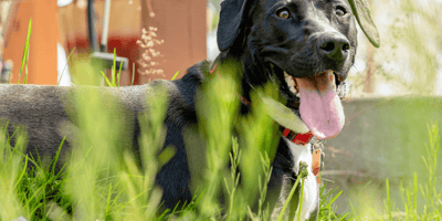 Black dog panting in the heat