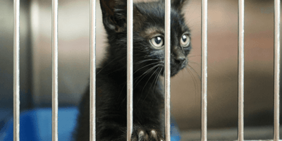 Black kitten behind cage door